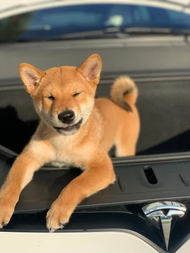 FLOKI